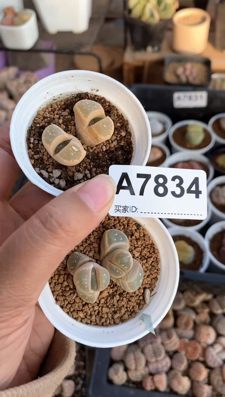 【闪购商品】7834直播一物一拍