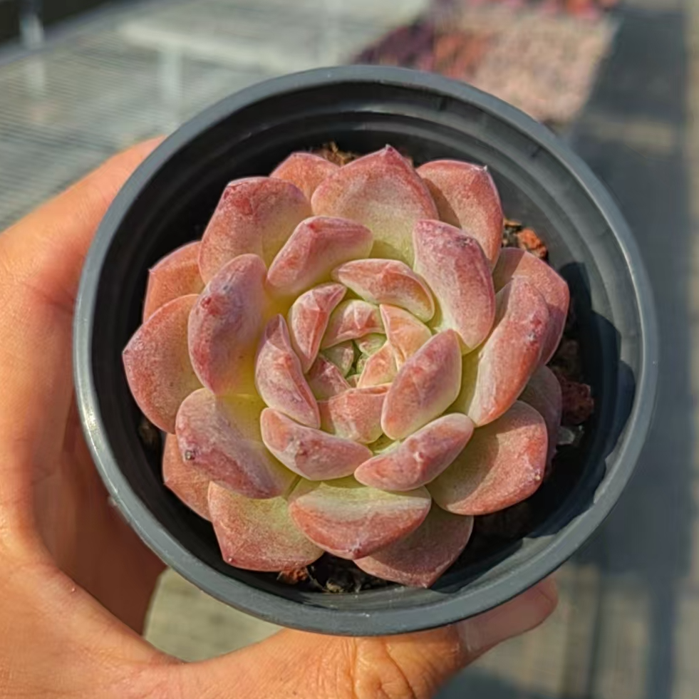 【新疆特价多肉】冰糖心玉芙蓉/双头/9cm塑料盆【一单包邮】