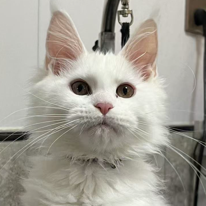 来了姊妹-纯白缅因猫 弟弟 1