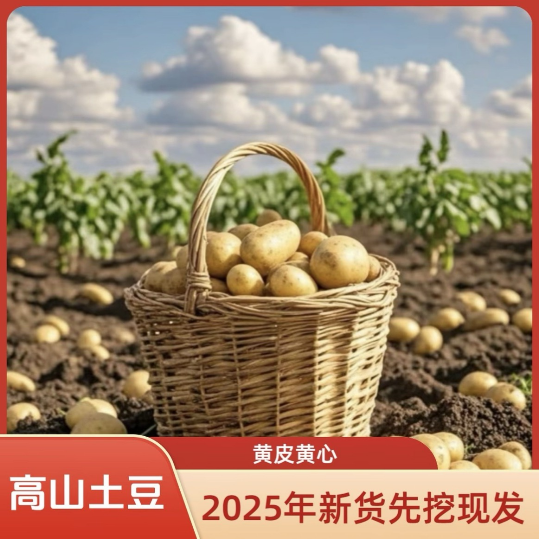 迷你果黄皮黄心土豆沙糯粉面当季新鲜蔬菜现挖现发