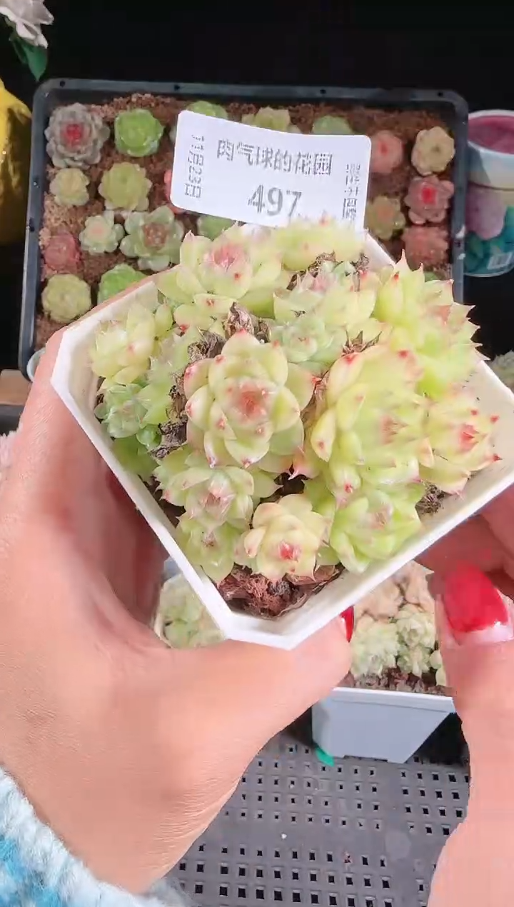 1123-497群生不包整