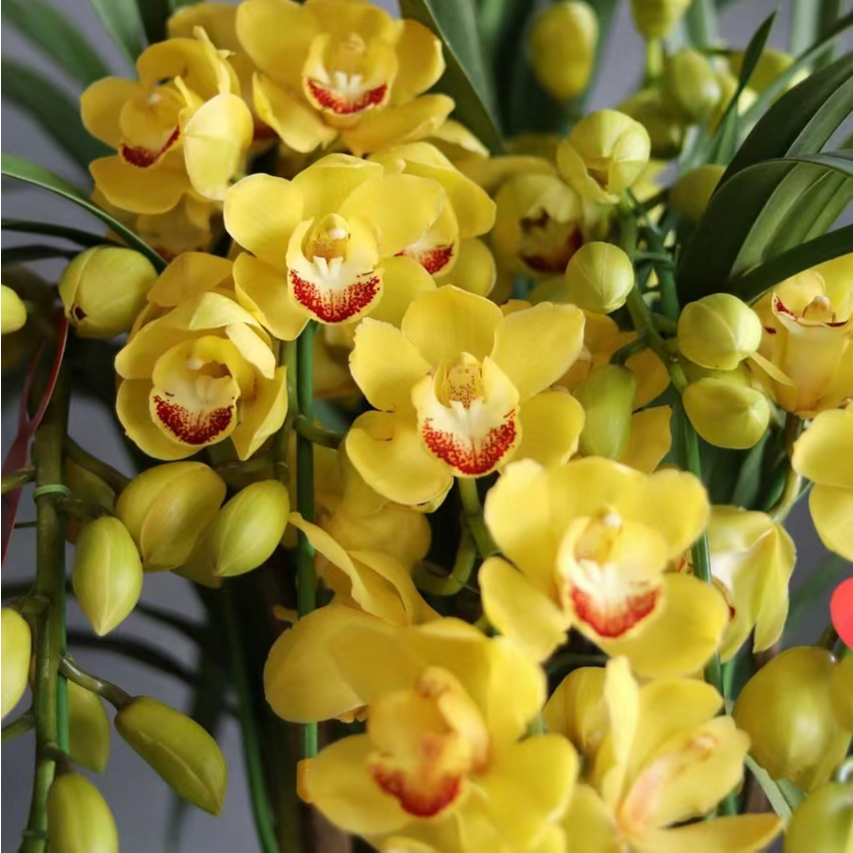 【黄金岁月】大花惠兰年宵花 绿植花卉盆栽原盆原土发货