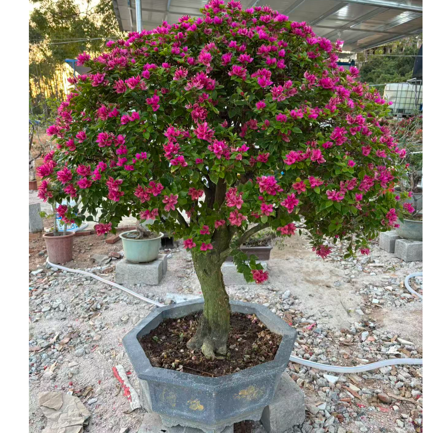 四季红勒杜鹃盆栽多色三角梅桩景适合庭院阳台养殖