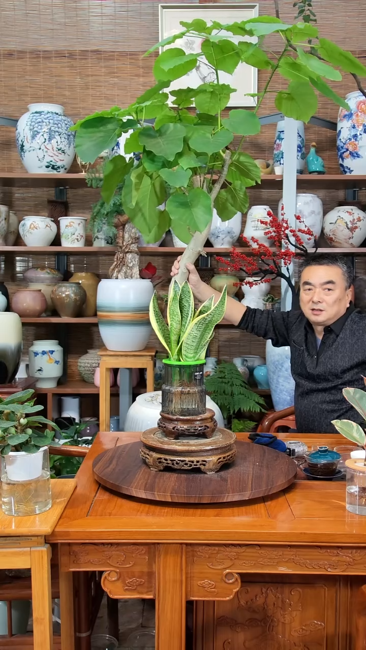 无花朵星***o水之韵水培爱心榕+虎皮兰