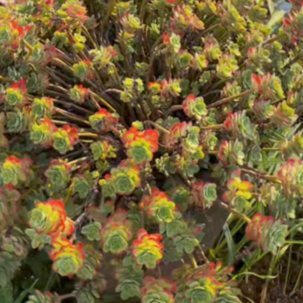 薄化妆 好种好养 新手必拍 云南发货精品多肉植物