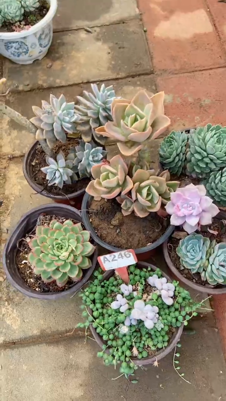 A246闪购清风花木兰多肉组合脱土发货