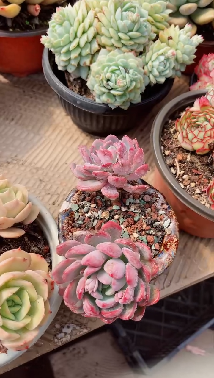 【闪购商品】19081