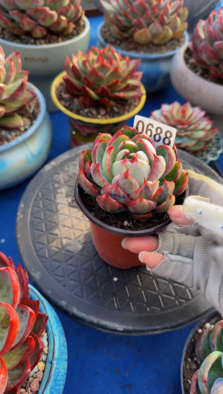 【闪购商品】0688惊鸿仙子（裸根发货）