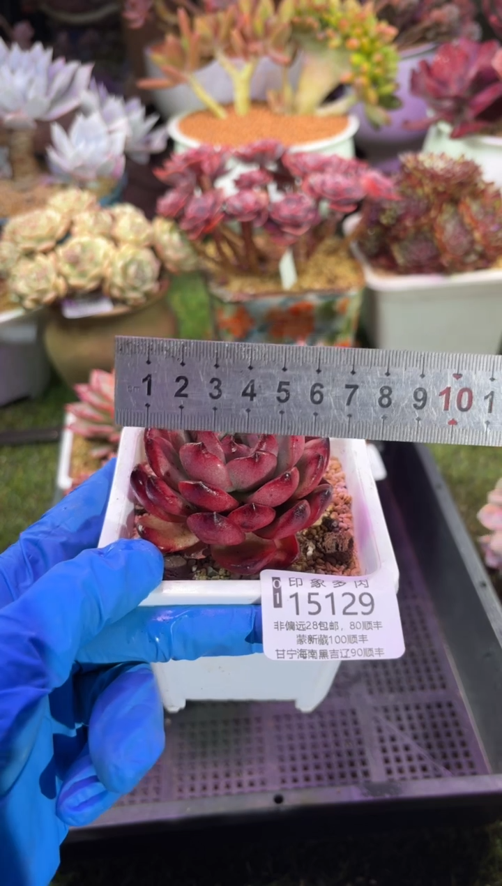 【闪购商品】15129