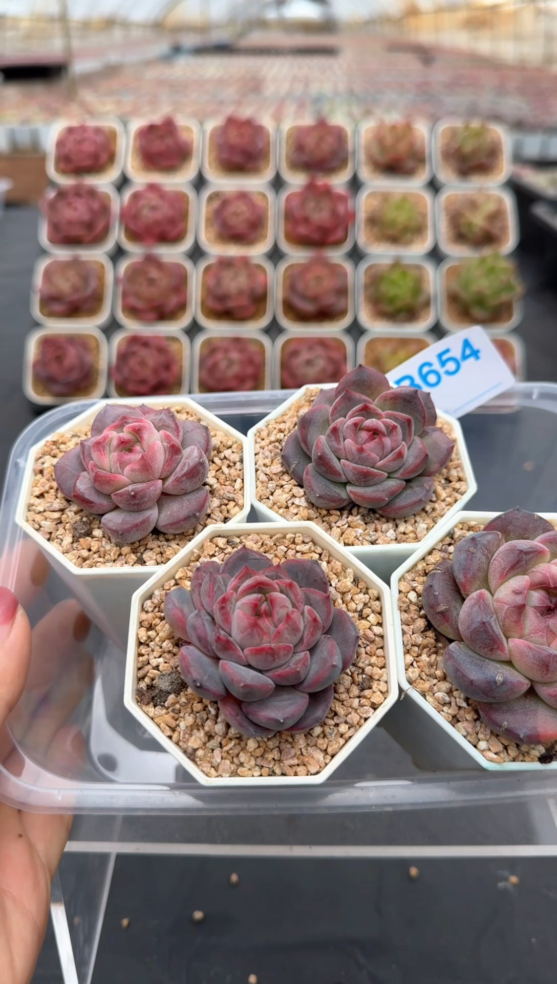 【闪购商品】654号脱土裸根发一物一拍4颗