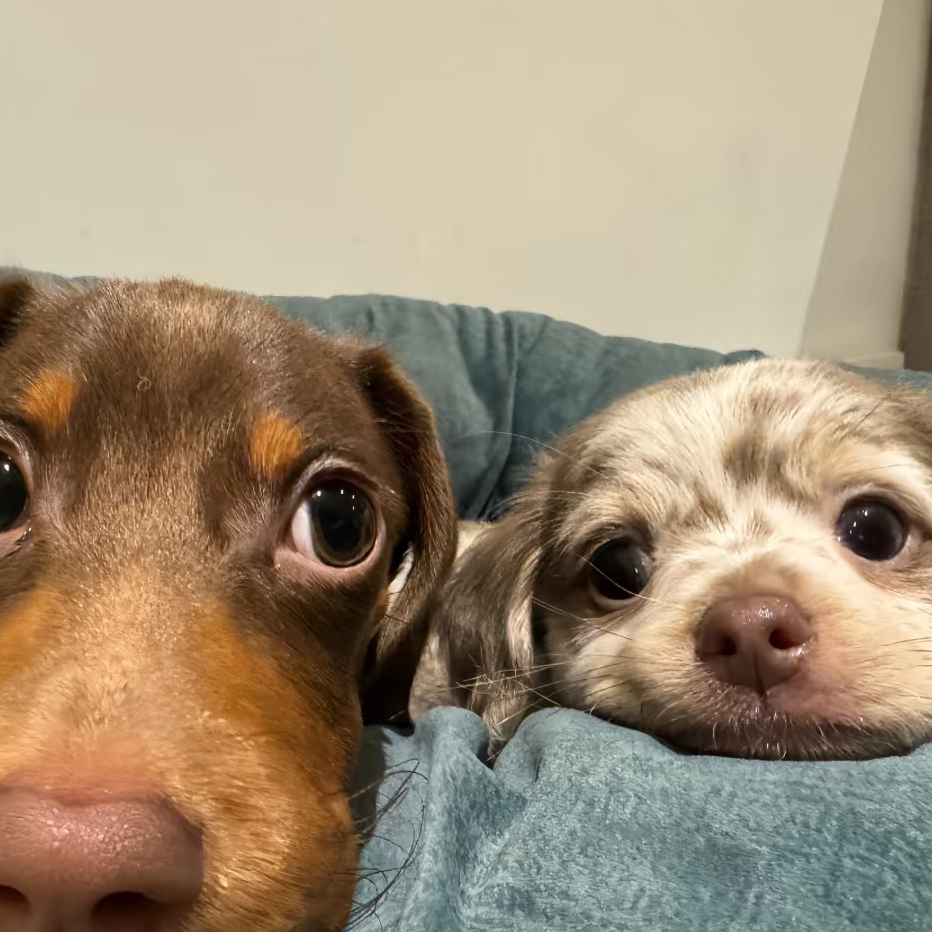 2025年款舒适老粗布三件套（床单＋两个枕套）