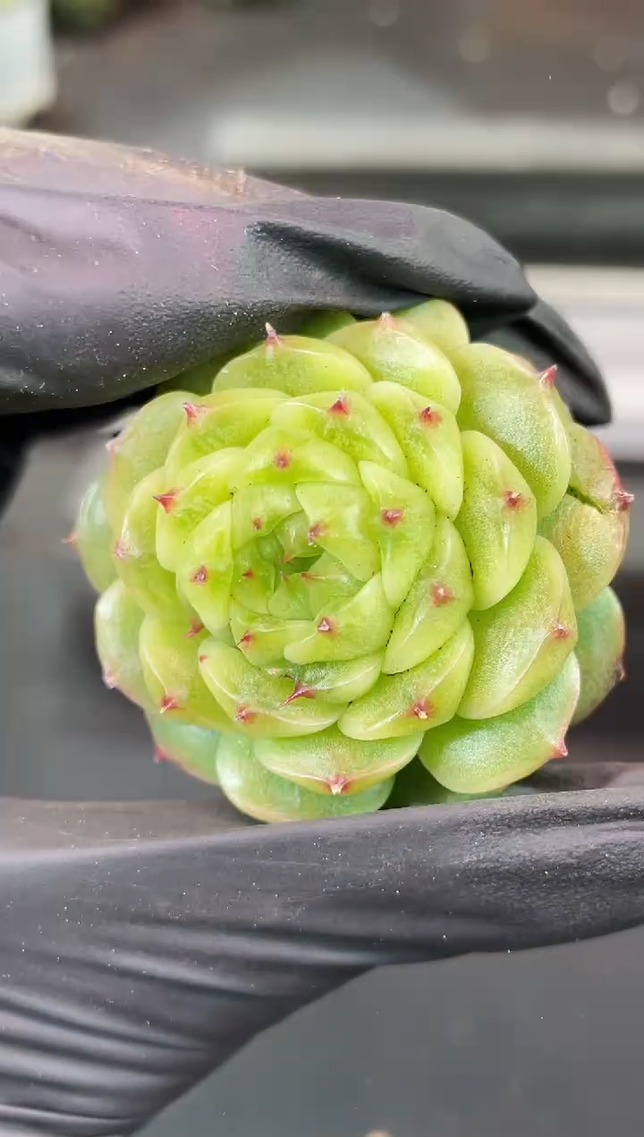 闪购2030  y11多肉一颗 