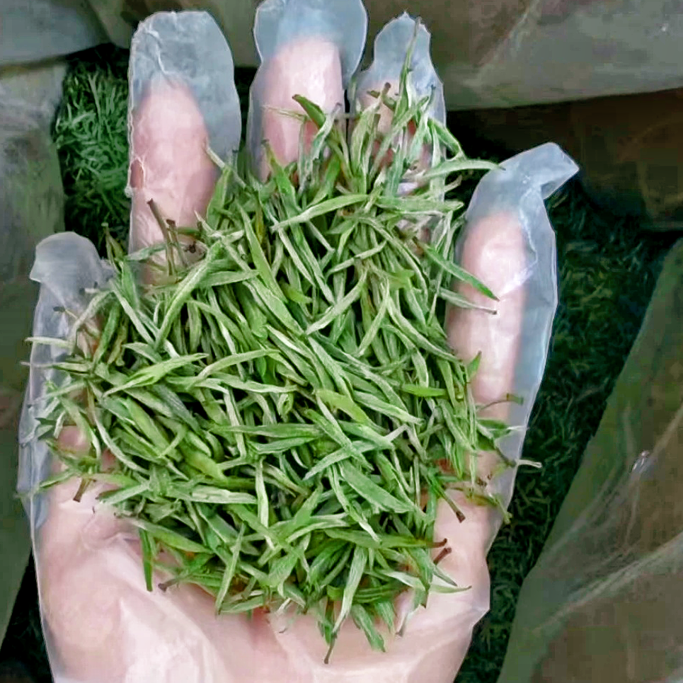 2025年新茶舒城头采春茶小兰花白霜雾毫（2025年新茶少量上市）