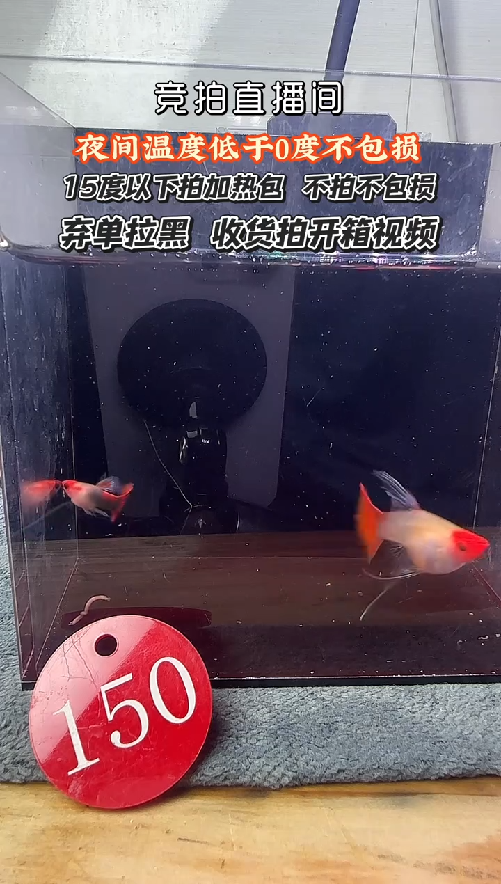 孔雀鱼150 玻璃猫一对