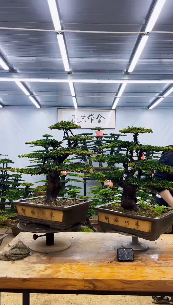 无花朵一物一拍，所见即所得