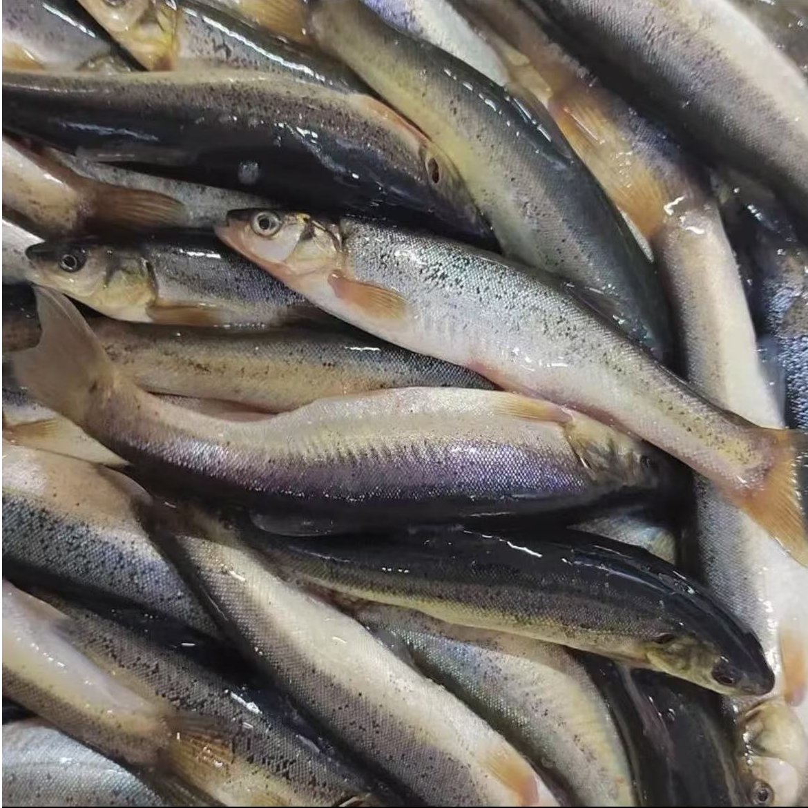 东北野生柳根鱼顺丰包邮