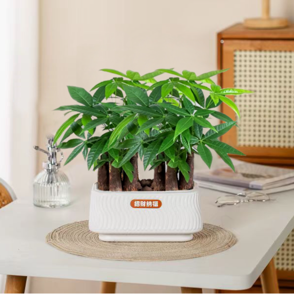 【6颗发财树】A室内好养护桌面绿色盆栽转运花卉观叶花卉绿植盆栽