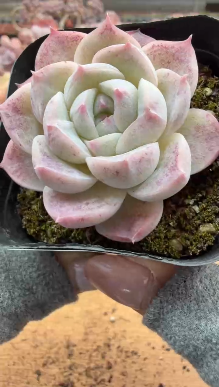 东云多肉园二店-165