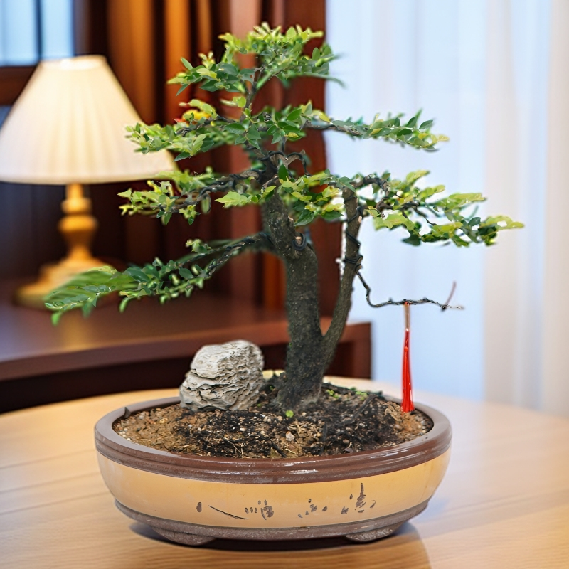 四季常青植物小叶紫檀盆景树桩桌面花卉绿植小盆景盆栽易养植物