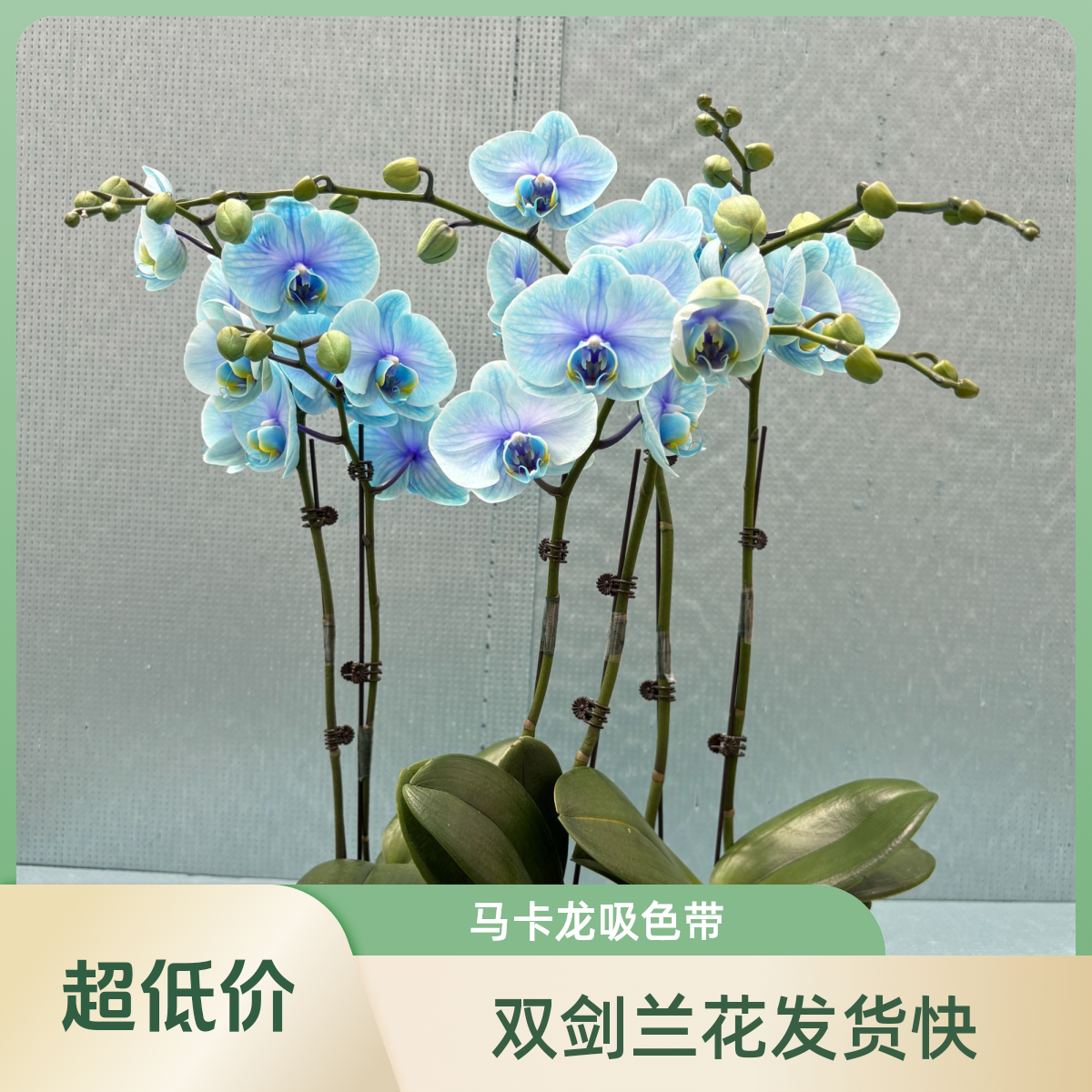 双剑海洋之心 马卡龙吸色带花和花苞发货（阿玛吸色）