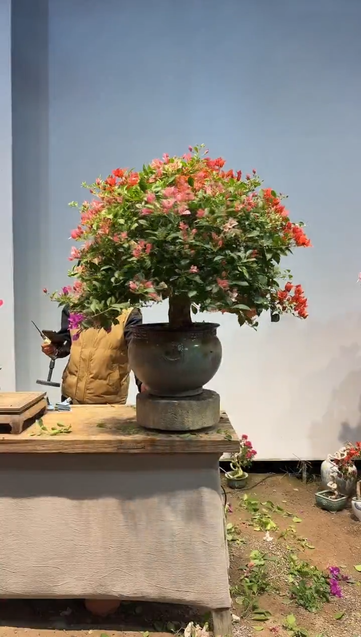 全部花朵家***宝三角梅11