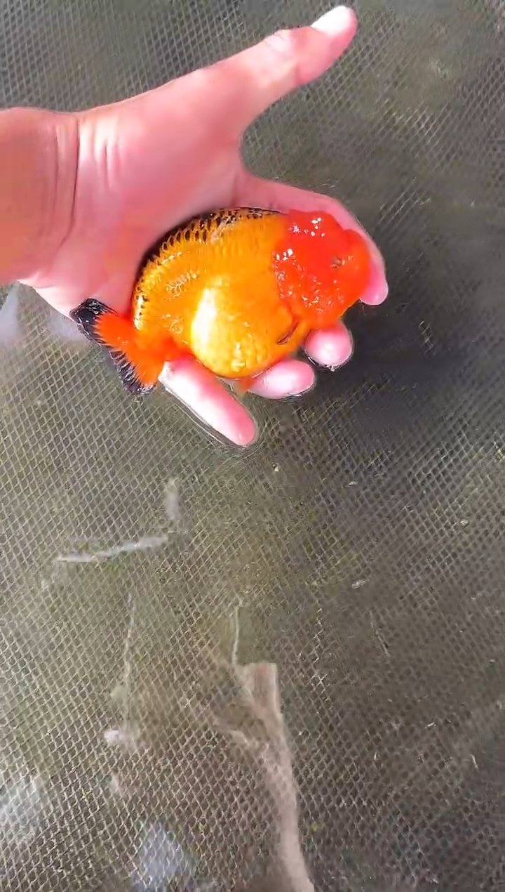 金鱼困*水娃娃渔场兰寿观赏鱼 不包邮