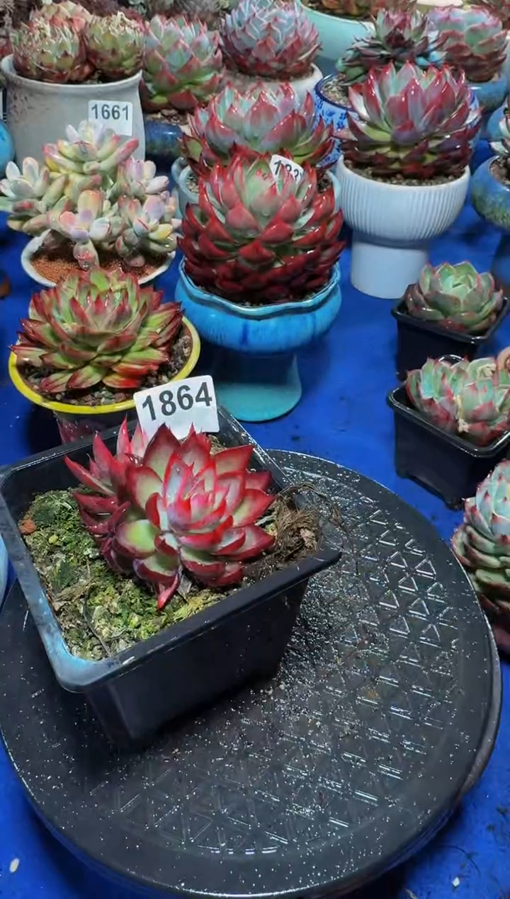【闪购商品】1864惊鸿仙子（裸根发货）（不包整）