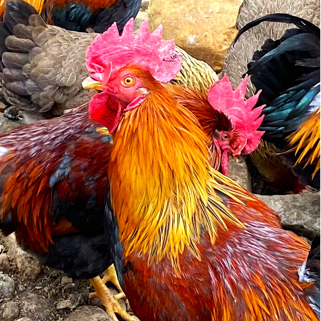 【清远鸡公没阉的】没宰杀2只自家散养 源产地广东清远发货/顺丰包