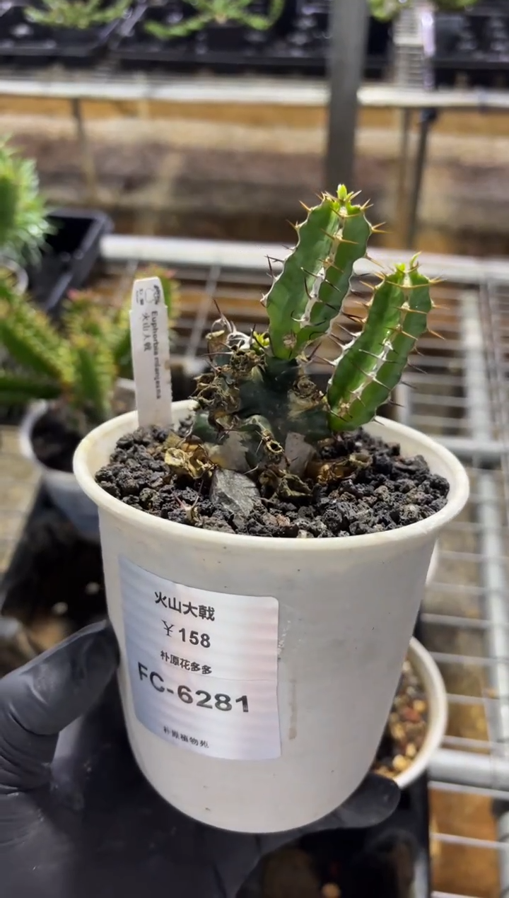 淡*火山大戟FC-6281