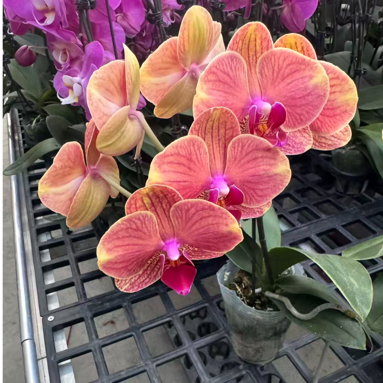 蝴蝶兰【吉利】鲜花盆栽室内观赏花花佛山基地直发好养易活
