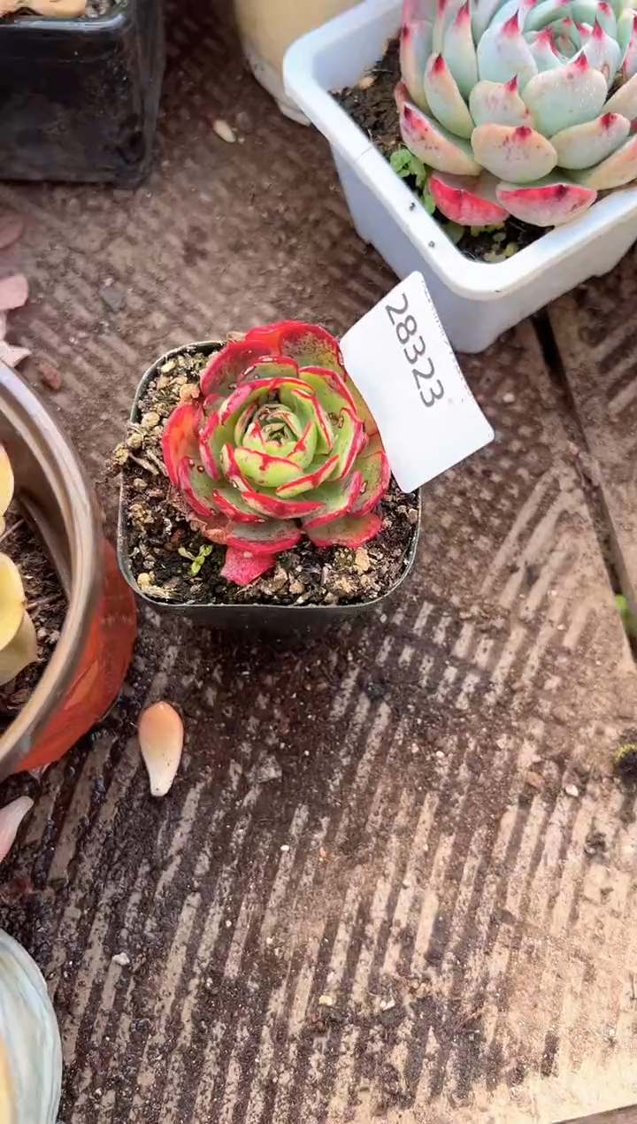 似**识多肉植物一物一拍28323