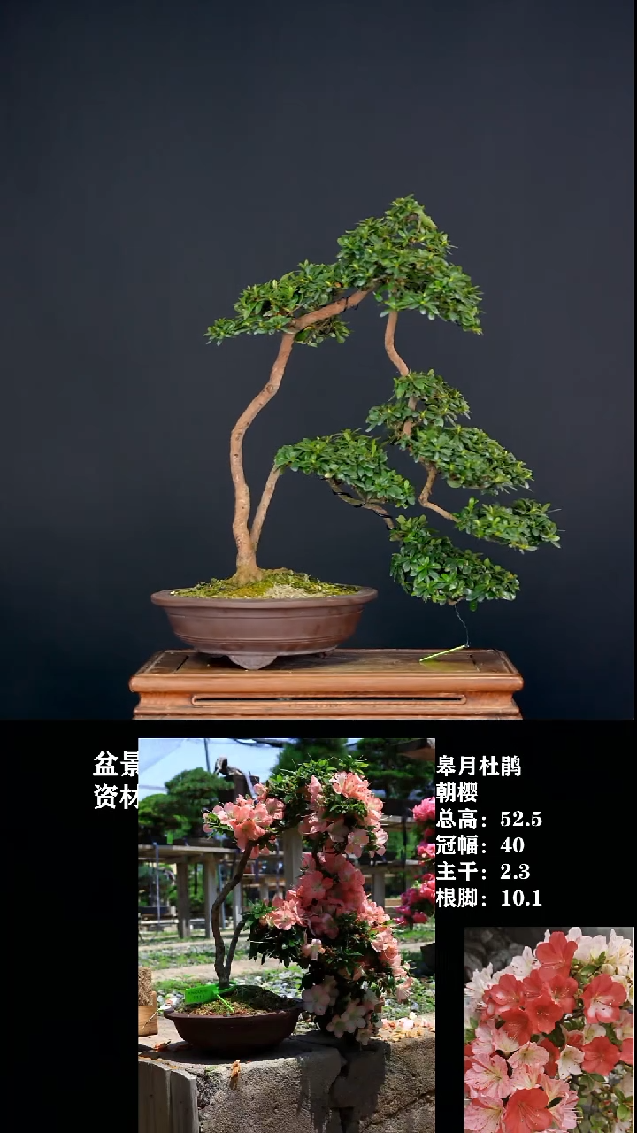 无花朵方*平朝樱-G7918