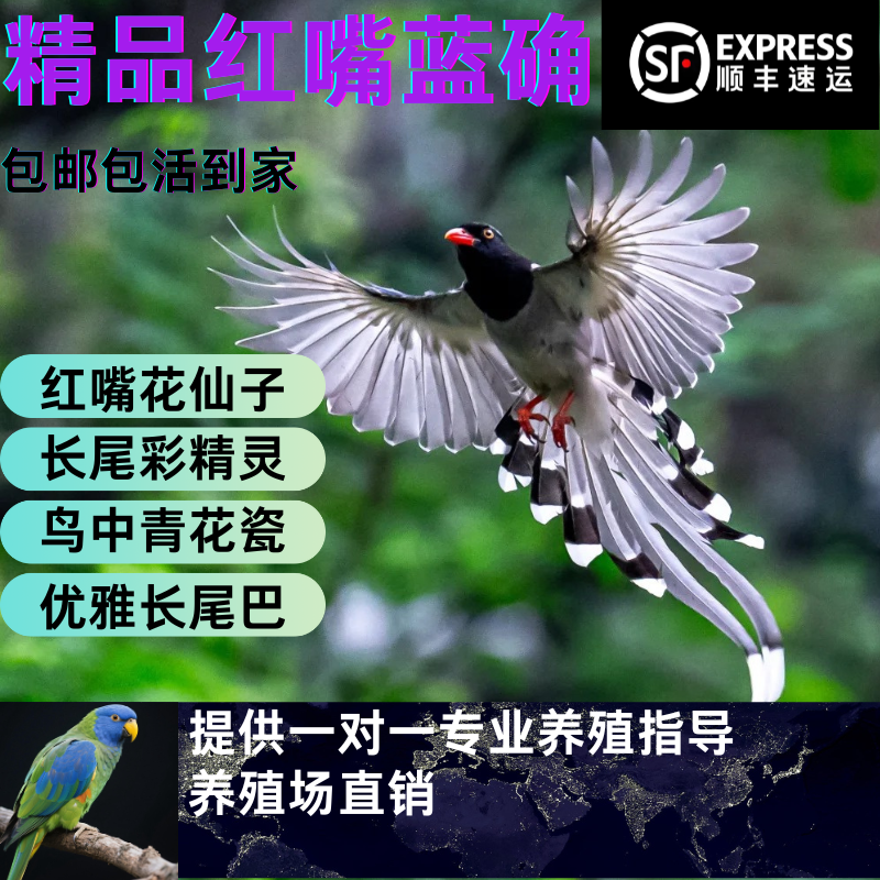 红嘴蓝确宠物幼鸟鹦鹉宠物幼鸟
