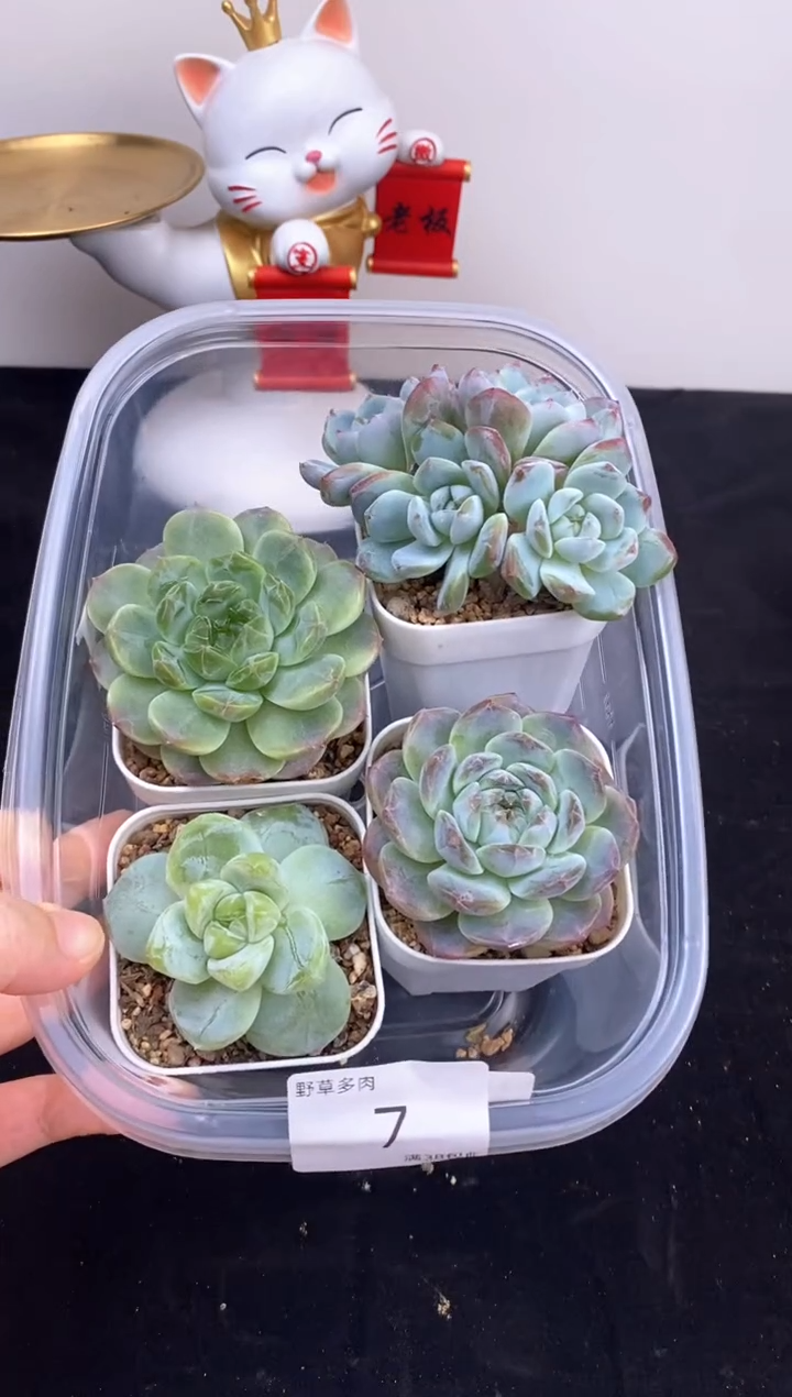 4棵一组一组包邮7号