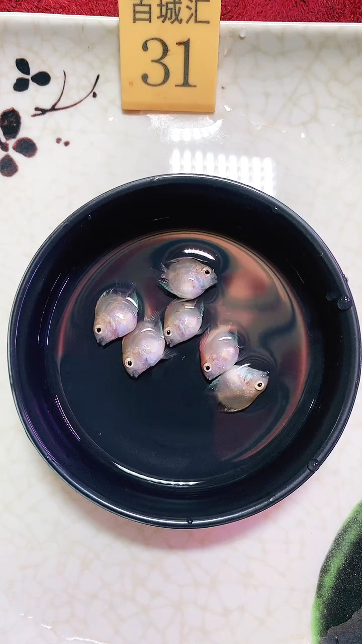 鹦鹉鱼444444444444444