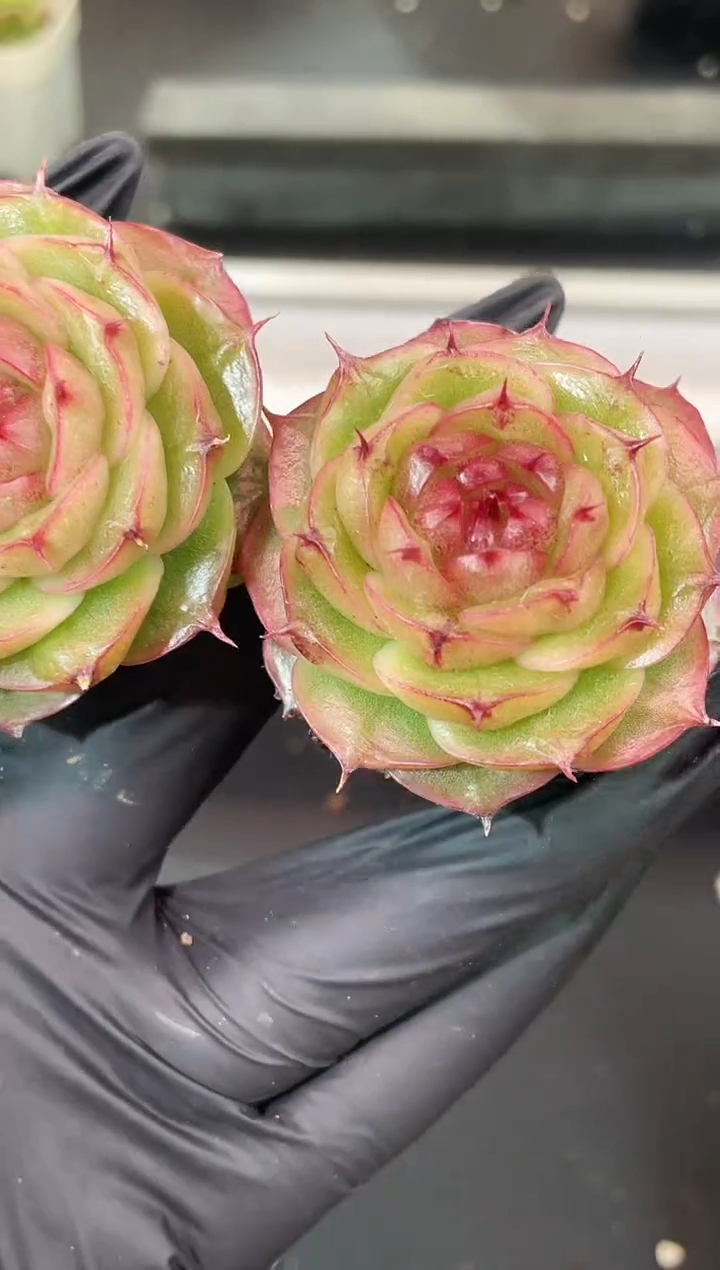 闪购1871  极光多肉一颗  3.8-4厘米 