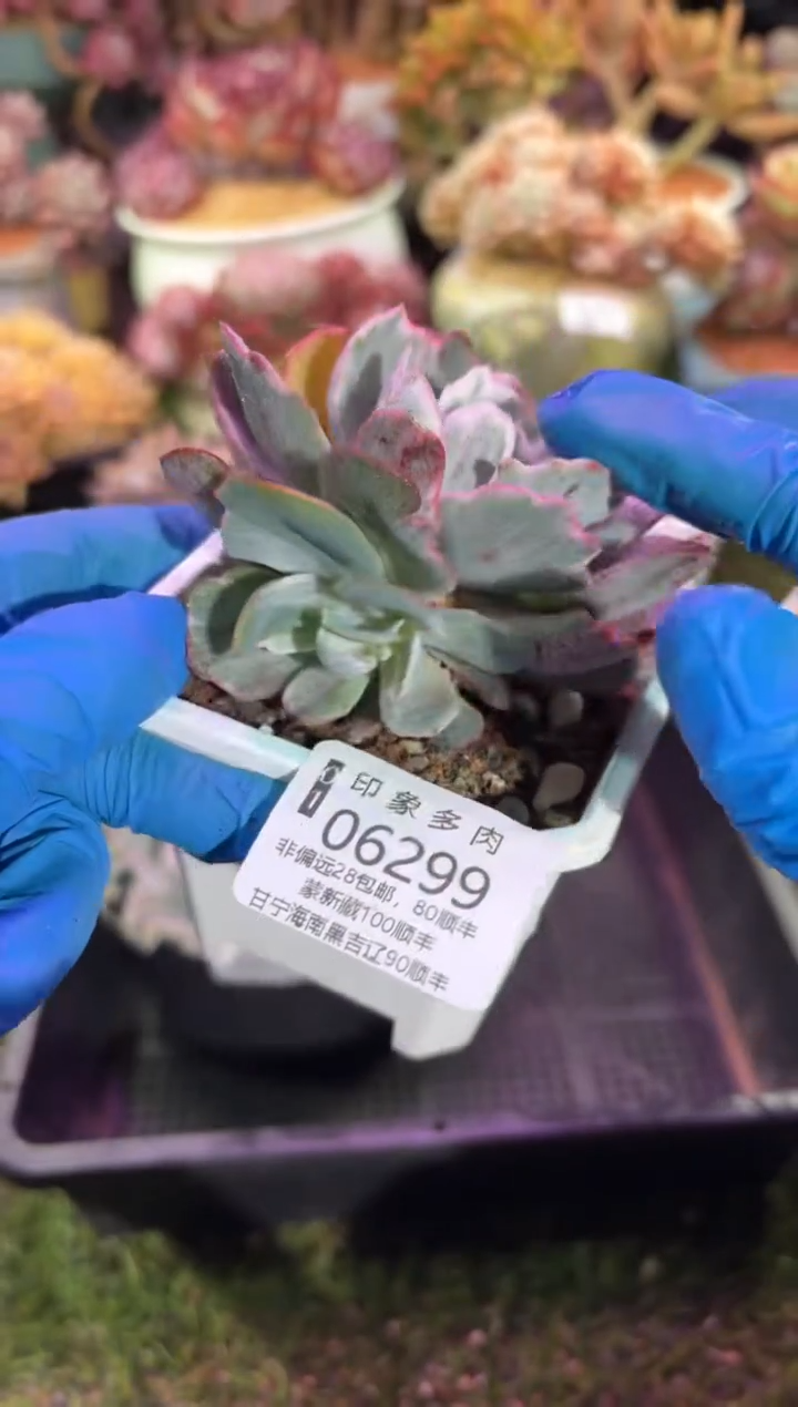 【闪购商品】06299