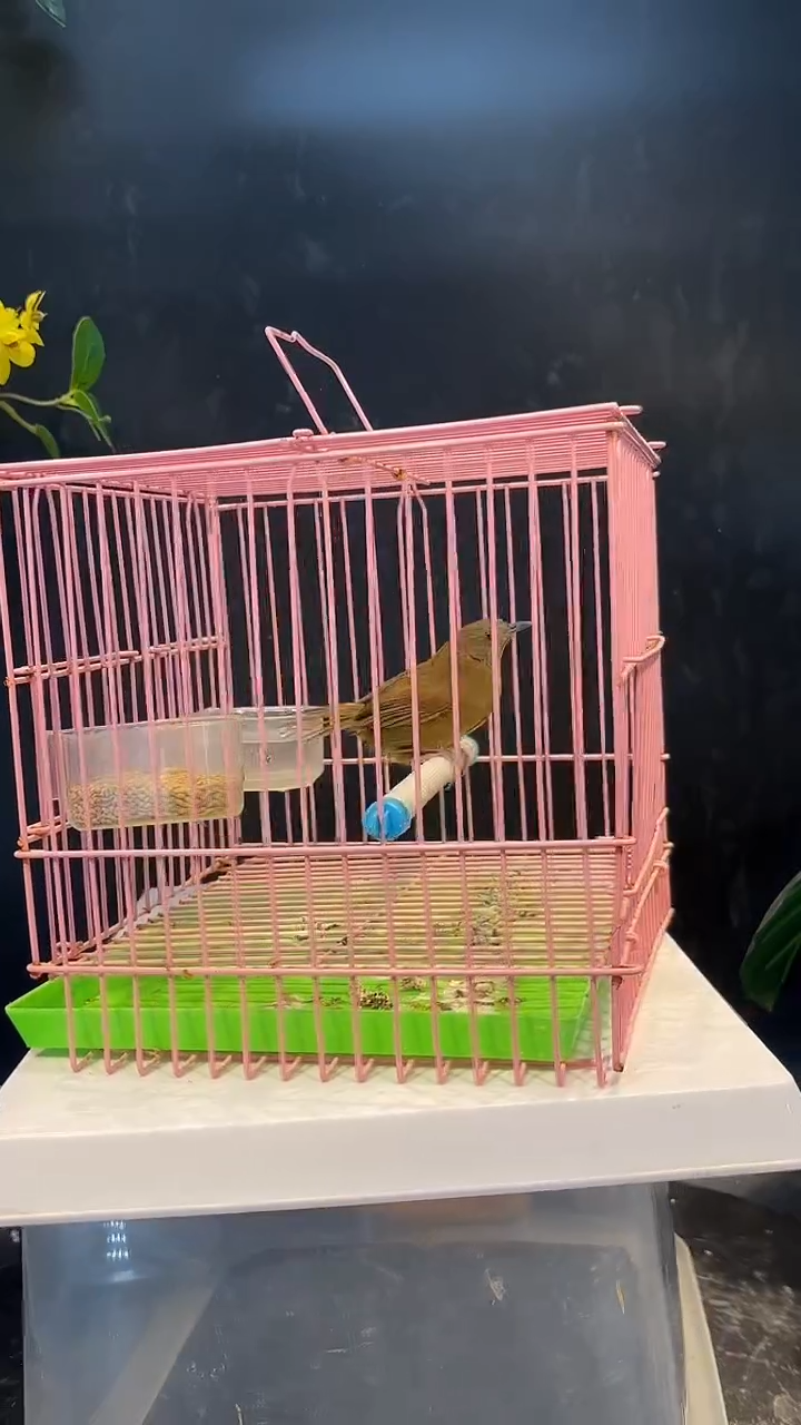 白腹精品养笼000