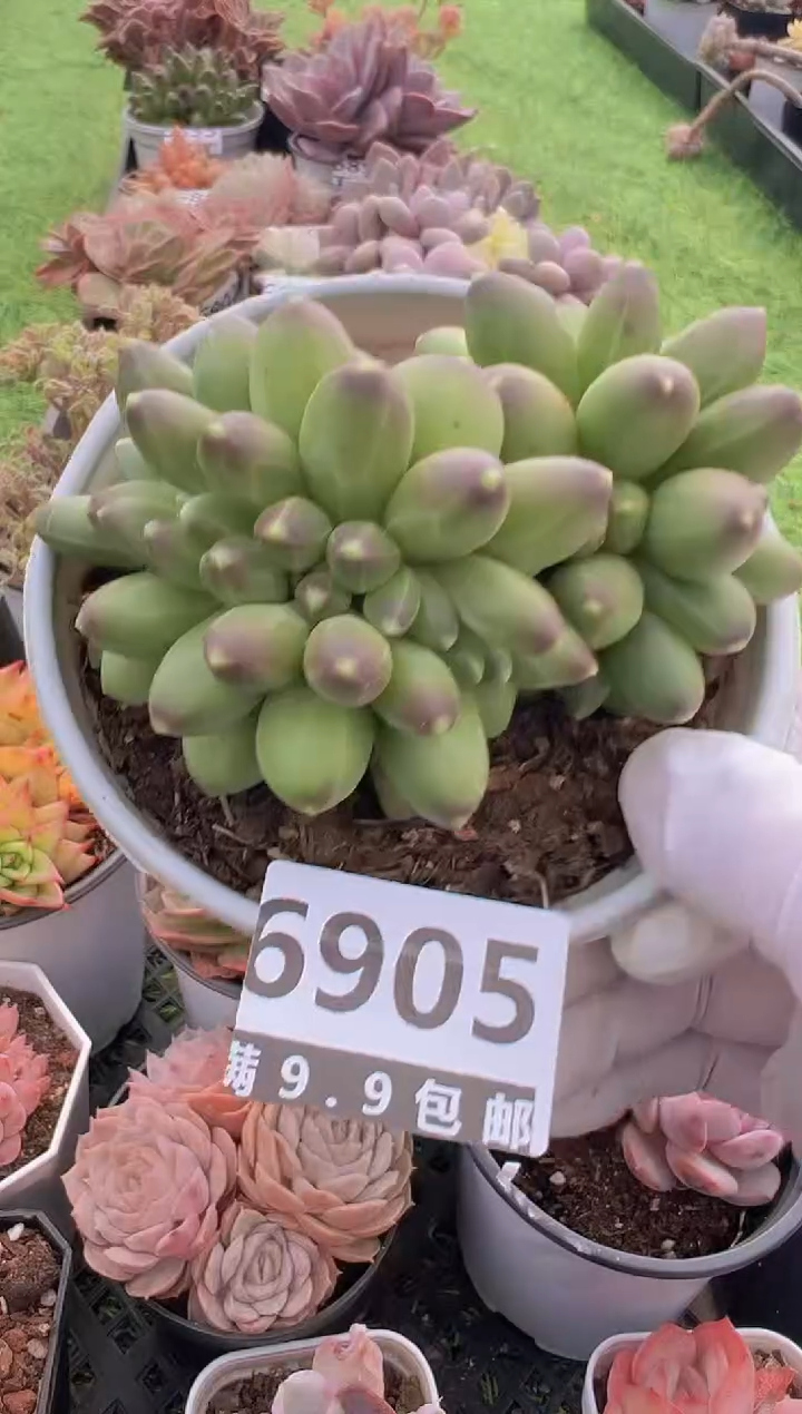 【闪购商品】信福多肉一物一拍