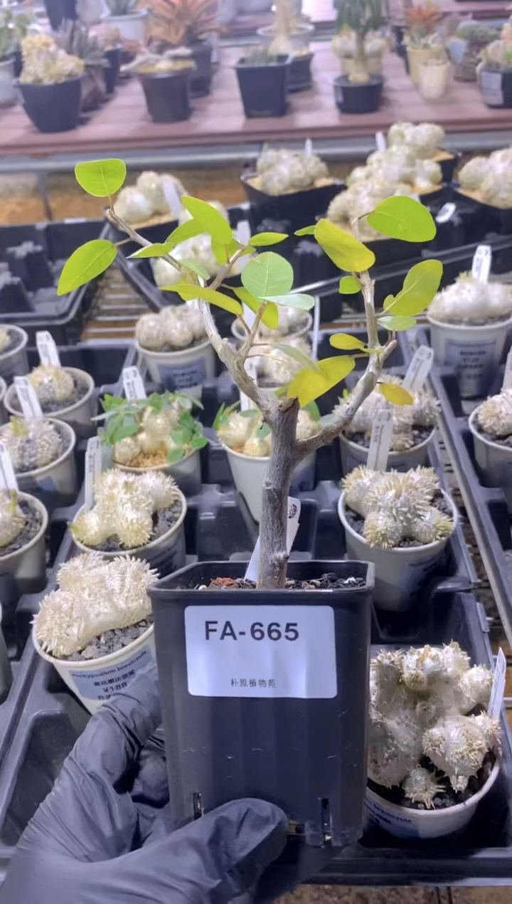 【闪购商品】扦插舍特达利FA-665