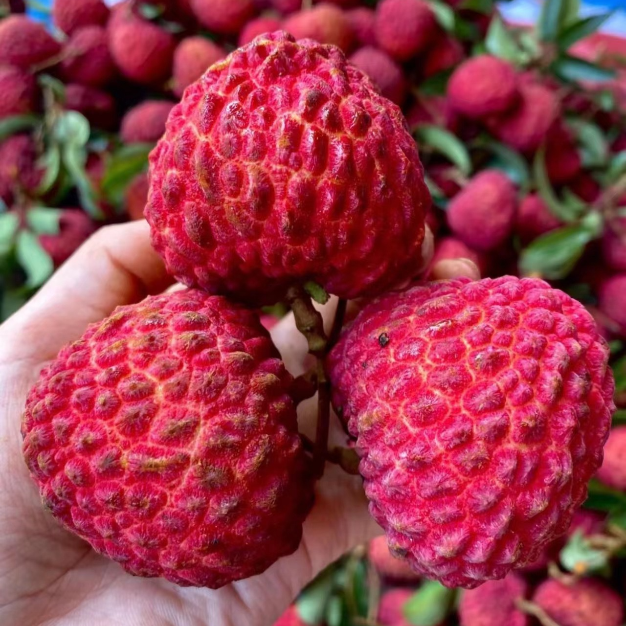 【正宗海南火山荔枝王】次日达 新鲜采摘 肉质饱满 汁水丰富 晶莹剔透 荔枝同城送