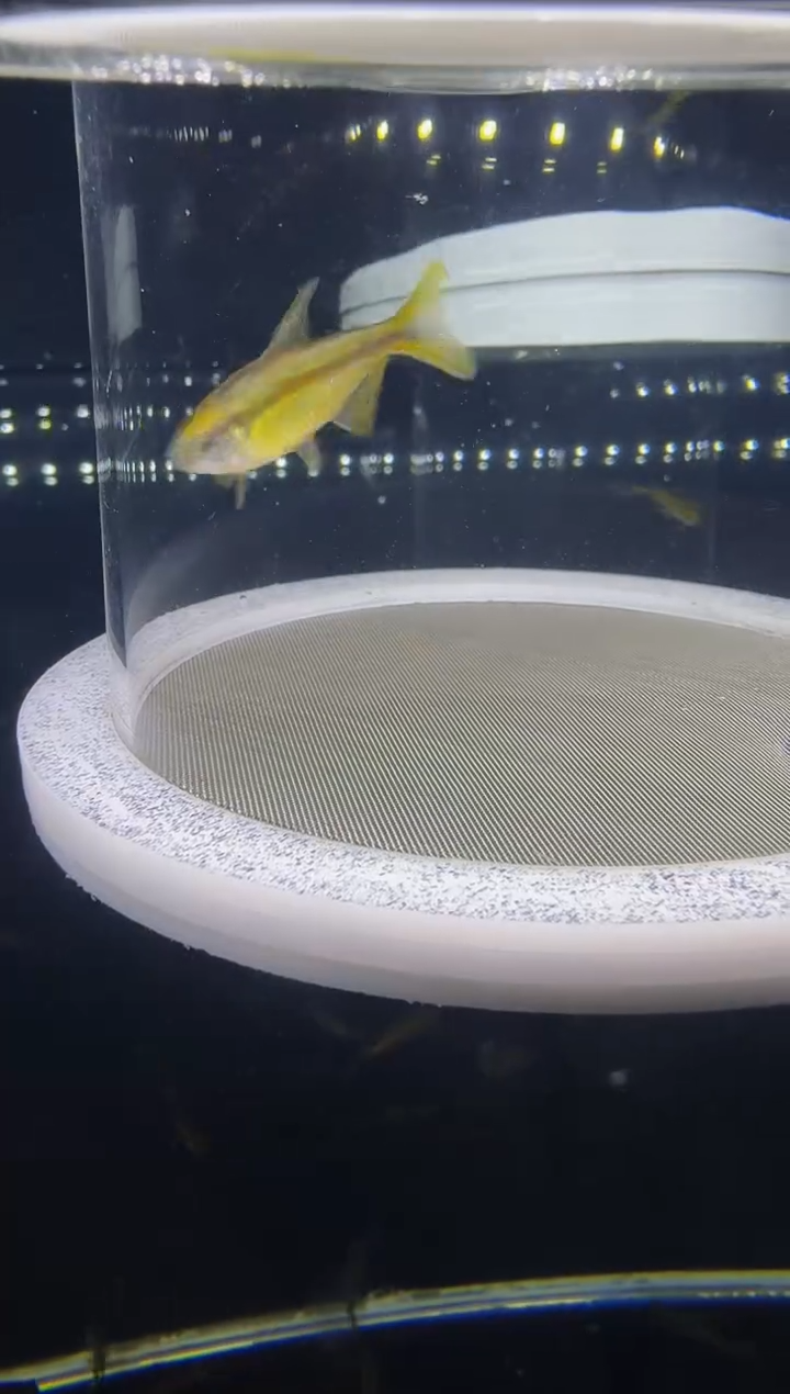 灯科鱼C****rK29-11号超黄3.5cm左右（不包黑点）1条