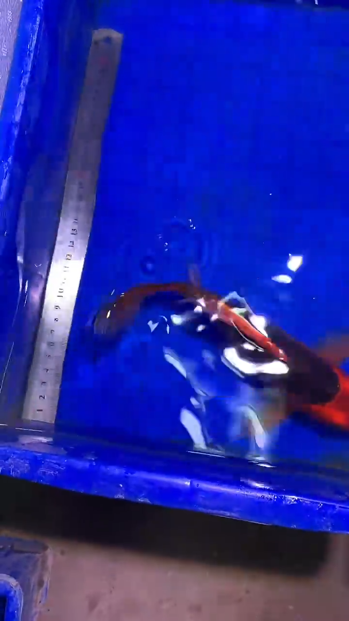 蝴蝶鲤鱼蝴蝶鲤直播选鱼专用链接 凭开箱视频售后