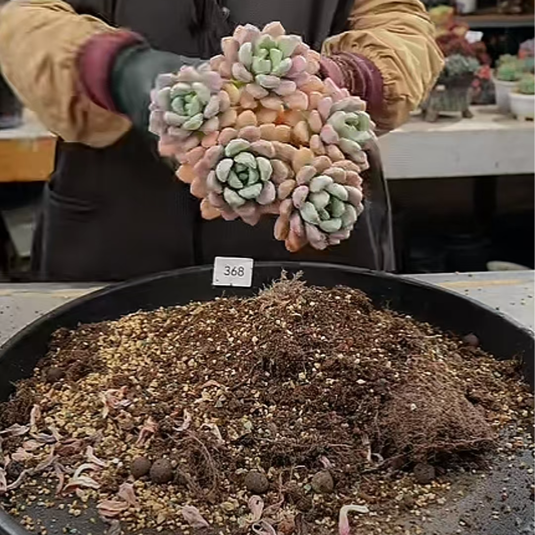 植迷园艺多肉植物12月31日花斑鹿