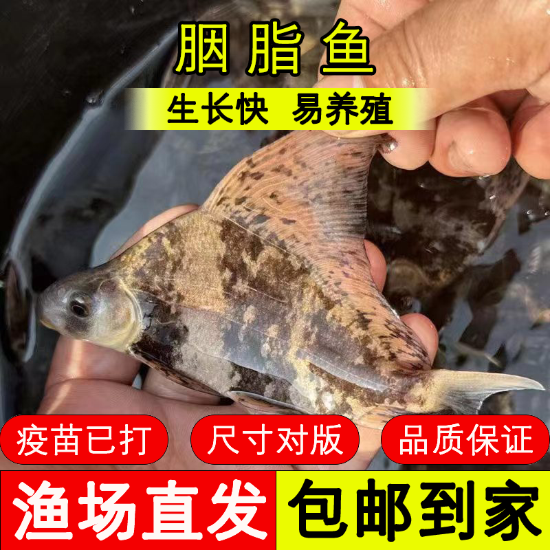 四川鱼苗 胭脂鱼 好养殖