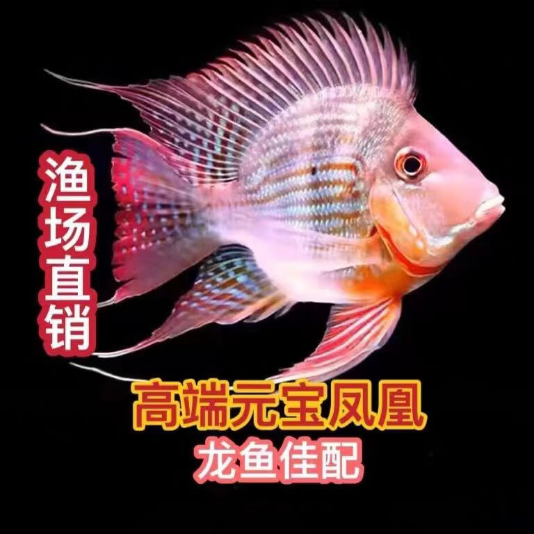 元宝凤凰龙鱼搭配高端搭配鱼观赏鱼龙鱼佳配