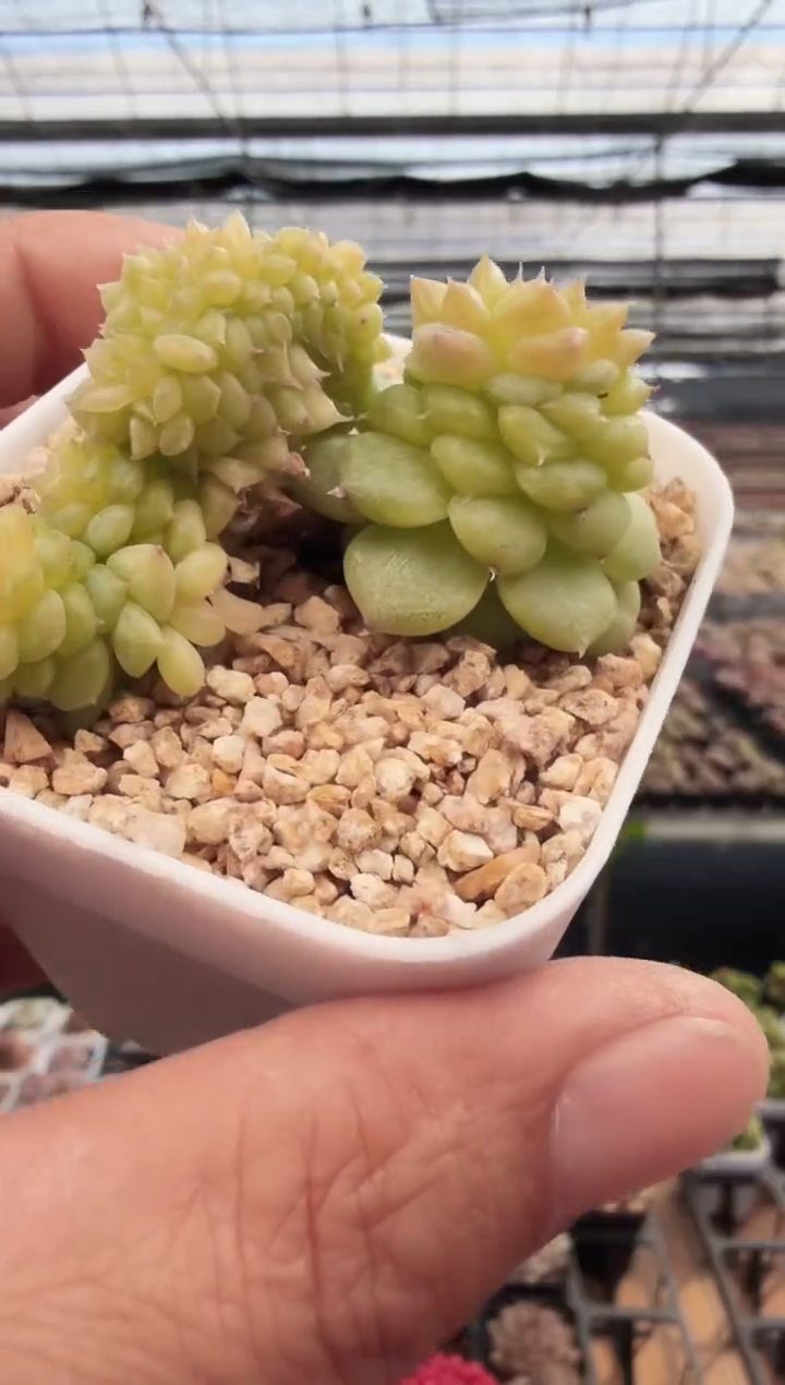 东云多肉园新款-133