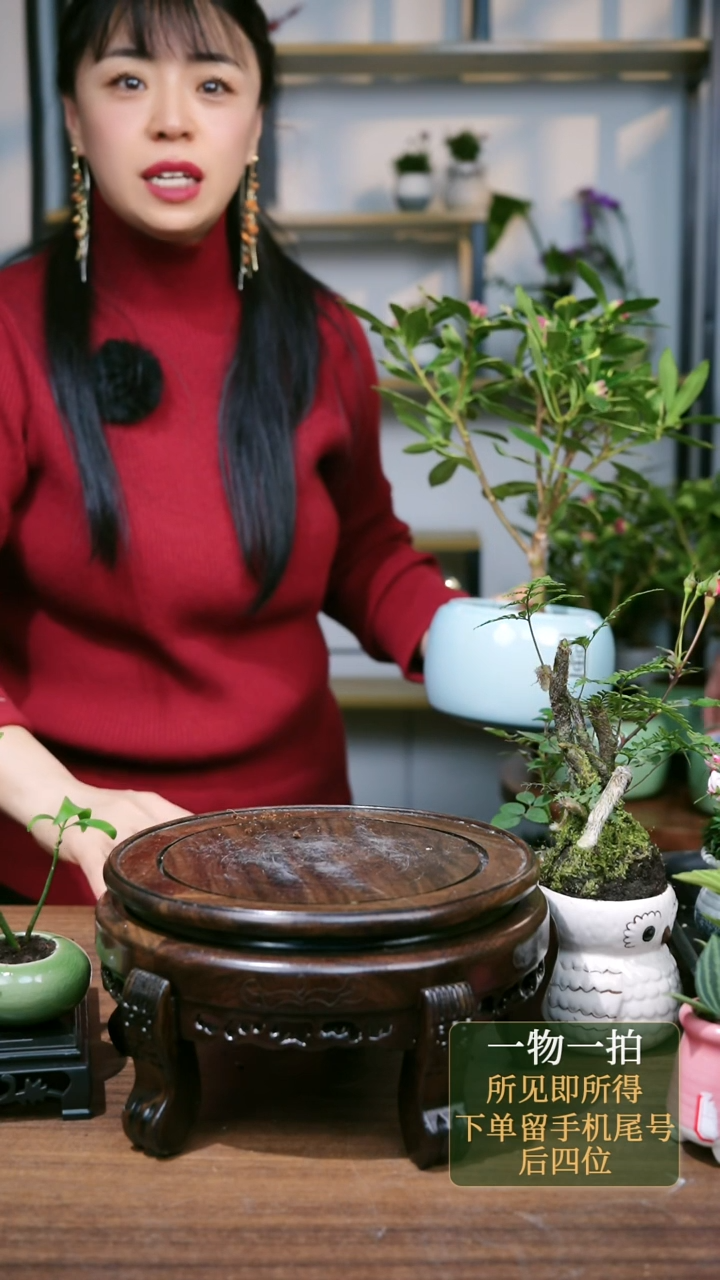 【闪购商品】50--9933瑞香福绿