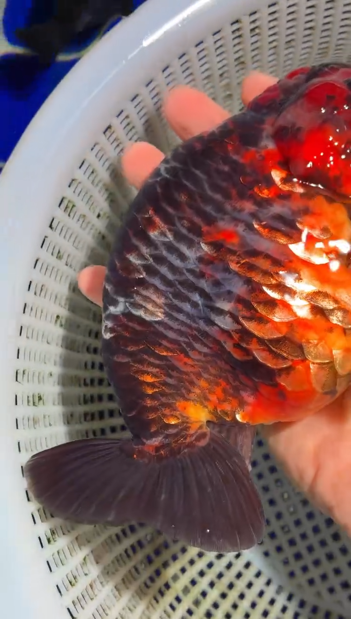 金鱼（运费自理，马印灯照射）福州追鱼兰寿金鱼