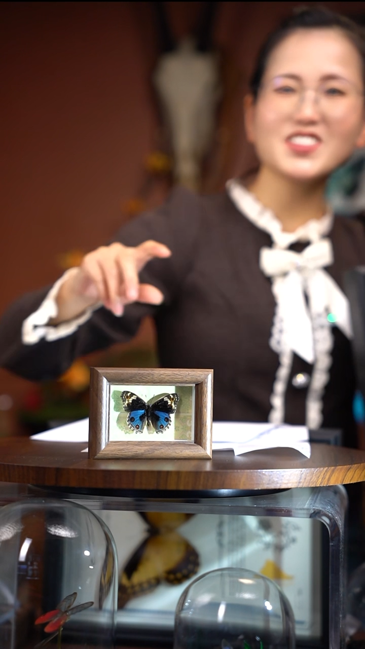 晕*仁N096    翠兰眼蛱蝶  冰箱贴